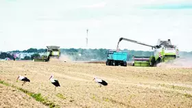 توقعات بتراجع قوي لصادرات أوكرانيا من القمح والذرة للموسم المقبل