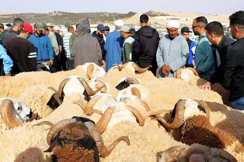 زيادة بـ1300 درهم .. تقرير يعدد اختلالات سوق الماشية في عيد الأضحى