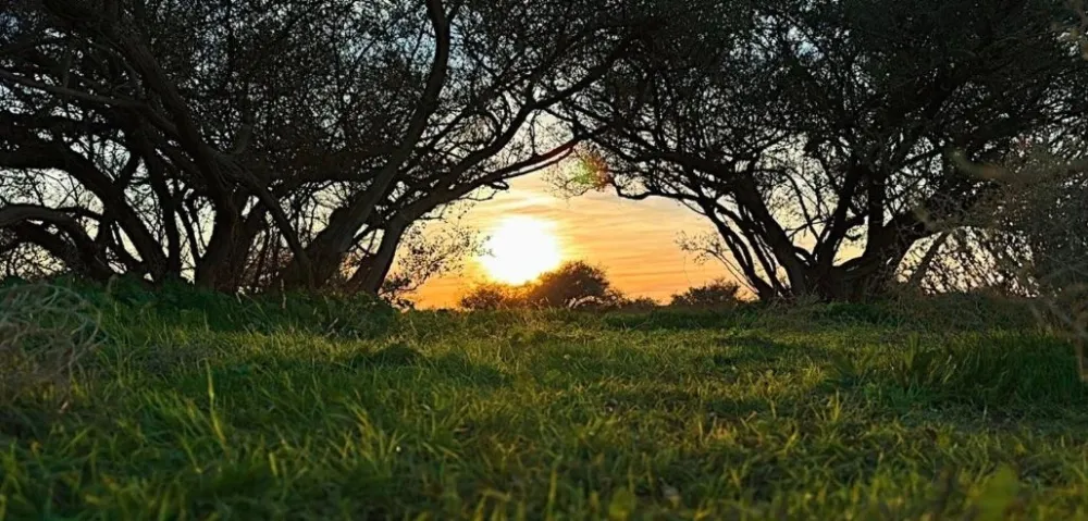 بدء موسم الرعي بالمدينة المنورة لتعزيز استدامة المراعي وحماية الغطاء النباتي