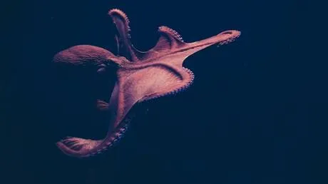 "أكبر اللافقاريات المفترسة في تاريخ الأرض"!.. اكتشاف أخطبوطات عملاقة من عصر الديناصورات