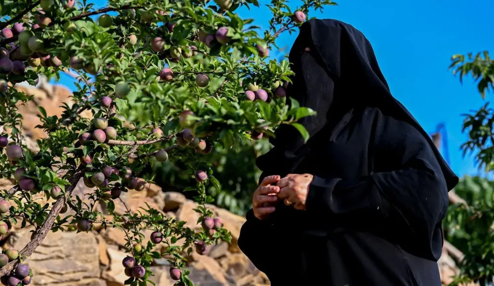 ثمار الصيف تزيّن مزارع الباحة.. تنوع زراعي يعكس ثراء الطبيعة وعبق الموروث