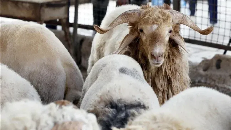 الإطاحة بعصابة تخصّصت في سرقة 'أضاحي العيد'