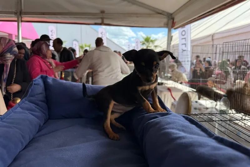 قطط وكلاب في معرض الفلاحة بمكناس تبرز توسّع سوق الحيوانات الأليفة