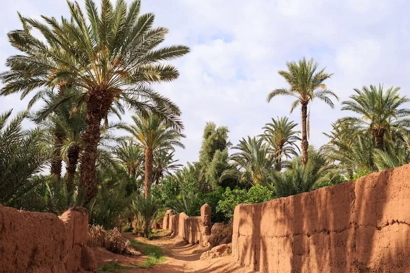 الحرائق تهدد واحات درعة تافيلالت .. والساكنة تطالب بتدخل عاجل
