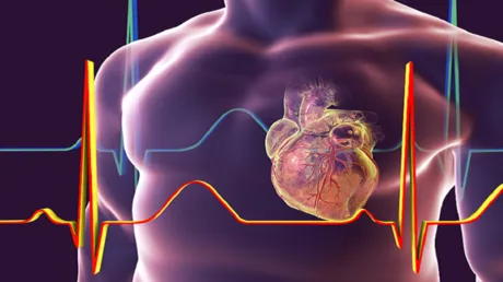 اكتشاف طريقة لإبطاء شيخوخة القلب