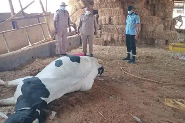 «الوحدة» الليبية تطلق خطة عمل لمحاصرة «الحمى القلاعية»