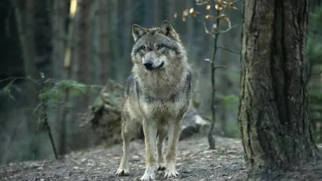 كوريا الجنوبية.. اعتقال رجل استخدم الذكاء الاصطناعي للتلاعب بصور الذئب الذي هرب من حديقة الحيوانات