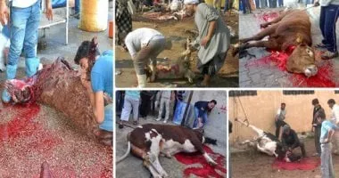 خلى بالك.. الذبح في الشارع خارج المجزر عقوبته تصل للحبس سنة