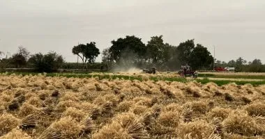 سر "العمودة" فى برمودة.. حكاية شهر يطعم المصريين منذ آلاف السنين