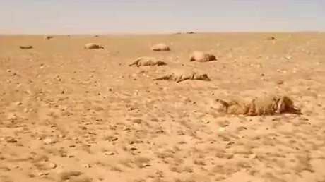 نفوق مئات الأغنام في بادية تدمر بسبب نبتة سامة