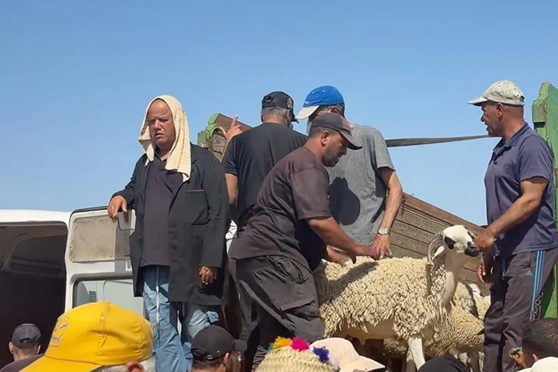 أسعار الماشية في القنيطرة
