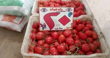 وزارة التموين تطرح الطماطم بـ20 جنيها للكيلو