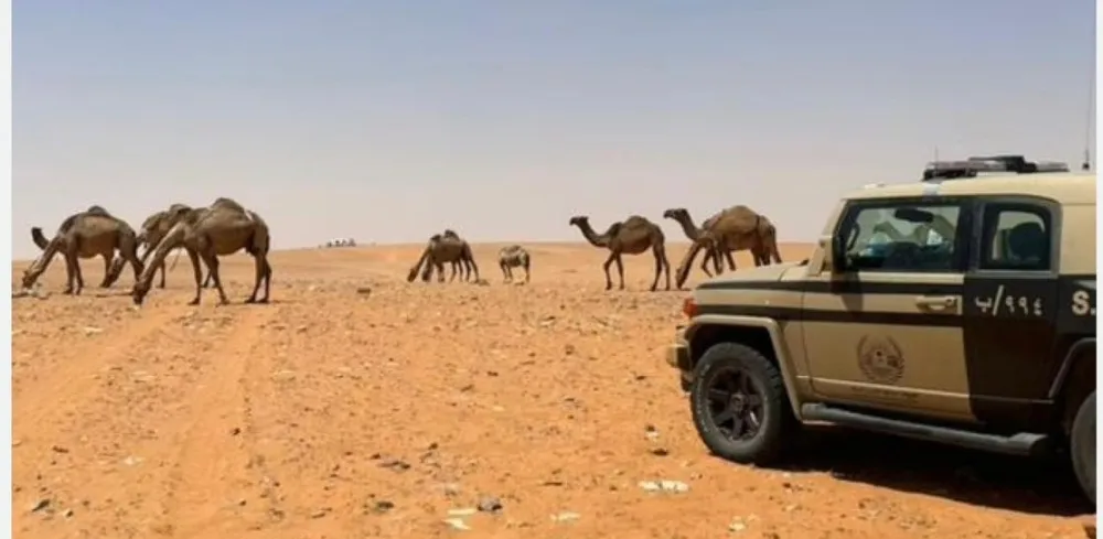 ضبط مخالف بالرعي في محمية الإمام عبدالعزيز بن محمد الملكية