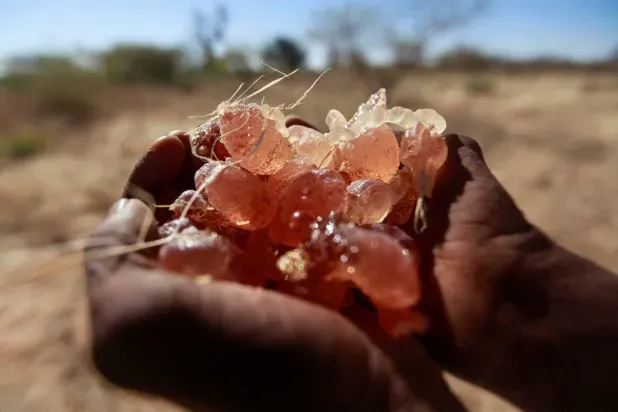 الصمغ العربي السوداني... ثروة تنزف بين الحرب والنزوح
