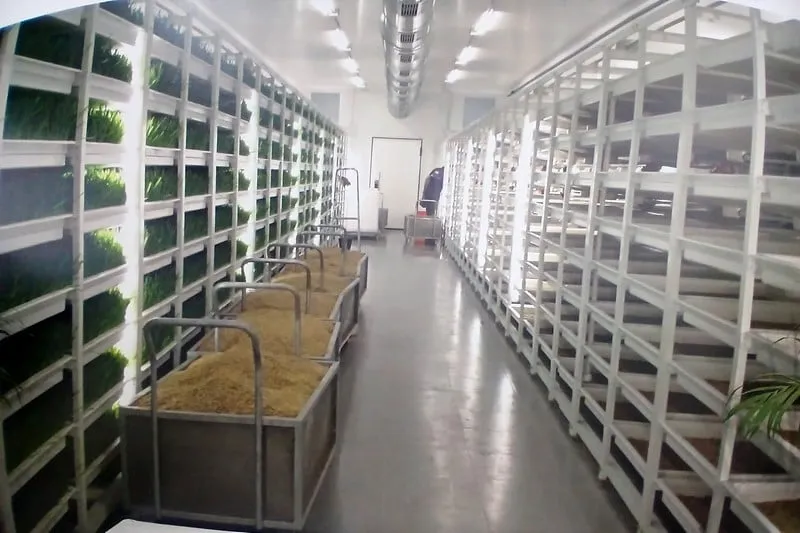 استنبات الشعير حل ذكي لأزمة العلف