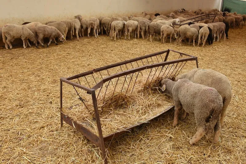 "الداخلية" تطوق فوضى "الكراجات" لتسويق الأضاحي في الأحياء السكنية