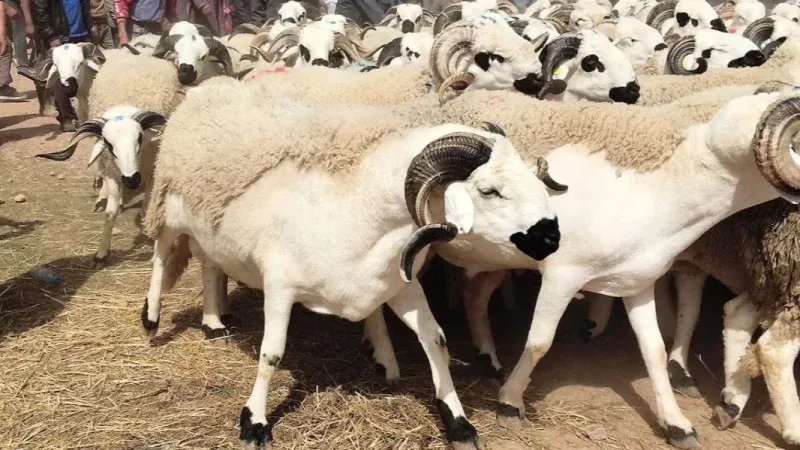 بلدية القصرين تفتح المسلخ للعموم يوم العيد مُقابل هذه المعاليم