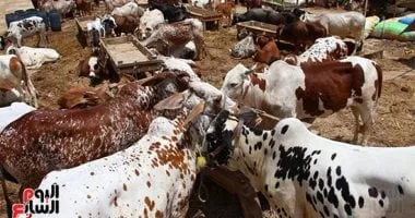 كيف يتناول مرضى الضغط والسكر لحوم عيد الأضحى دون مخاطر صحية؟