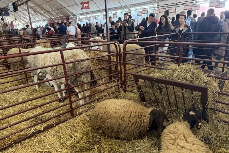 الكسابة يؤكدون توفر القطيع ويرفضون تحميل "الشنّاقة" مسؤولية الغلاء