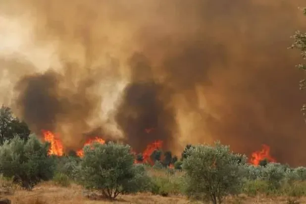 المغرب: اندلاع أكثر من 300 حريق غابوي منذ بداية العام