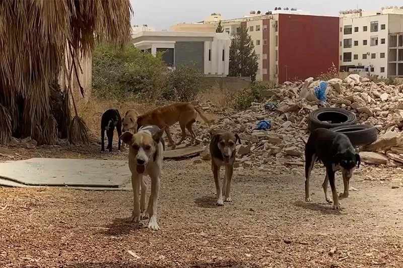خطر الكلاب الضالة بفاس