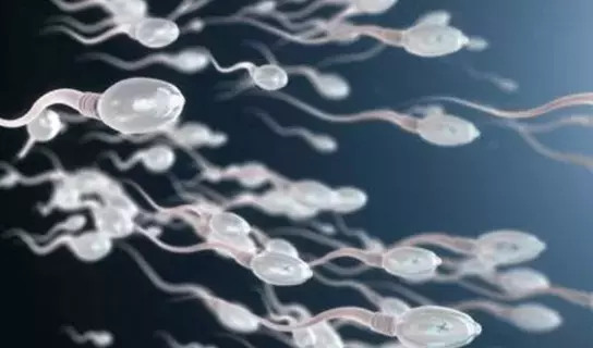 دراسة تكشف العلاقة بين بكتيريا الأمعاء وجودة السائل المنوي دراسة تكشف العلاقة بين بكتيريا الأمعاء وجودة السائل المنوي