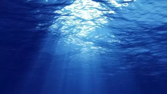 بيض أسود غامض بأعماق المحيط بيض أسود غامض بأعماق المحيط