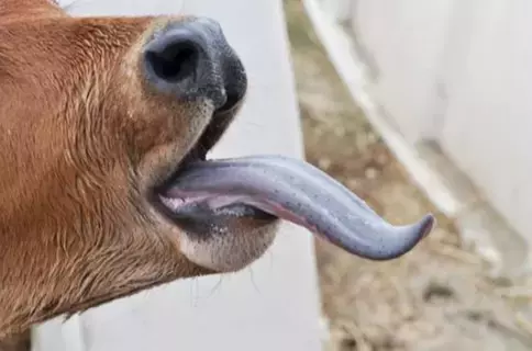 العراق يقضي على اللسان الأزرق العراق يقضي على اللسان الأزرق