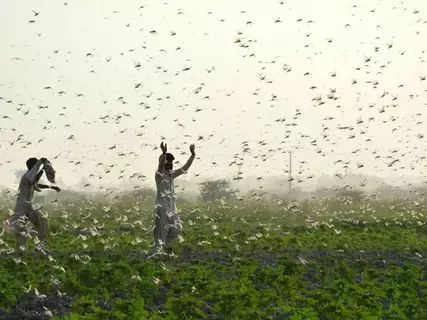 الاحتباس الحراري سبب غزو الجراد الاحتباس الحراري سبب غزو الجراد