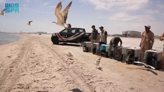 إطلاق 60 طائرا بحريا بعزيزية الشرقية إطلاق 60 طائرا بحريا بعزيزية الشرقية