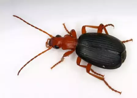 الخنافس Carabidae صديقة للبيئة الخنافس Carabidae صديقة للبيئة