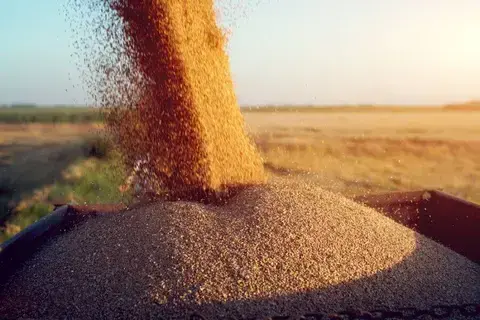 الطقس الجاف وقيود التصدير يؤثران في إمدادات الغذاء الأساسية في 2024 الطقس الجاف وقيود التصدير يؤثران في إمدادات الغذاء الأساسية في 2024