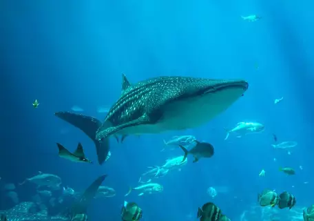 جورجيا الأمريكية.. سياحة العائلة وغنى الطبيعة جورجيا الأمريكية.. سياحة العائلة وغنى الطبيعة