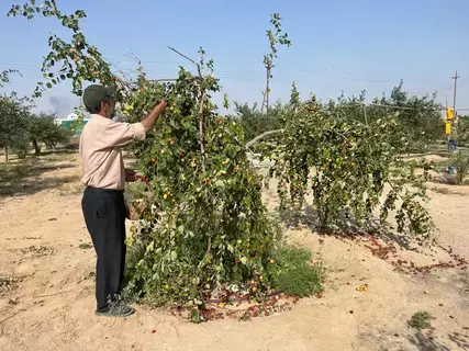 الجفاف يحول مزارعي العراق لزارعة شجر السدر الجفاف يحول مزارعي العراق لزارعة شجر السدر