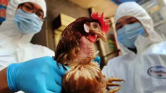 إصابة بإنفلونزا الطيور في الولايات المتحدة بعد احتكاك بقطيع ماشية إصابة بإنفلونزا الطيور في الولايات المتحدة بعد احتكاك بقطيع ماشية