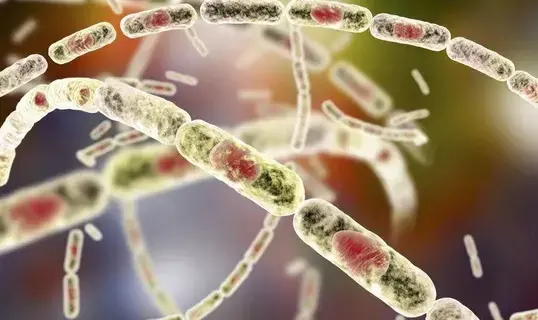 وفاة شخص في تفشٍ للجمرة الخبيثة بالكونغو وفاة شخص في تفشٍ للجمرة الخبيثة بالكونغو
